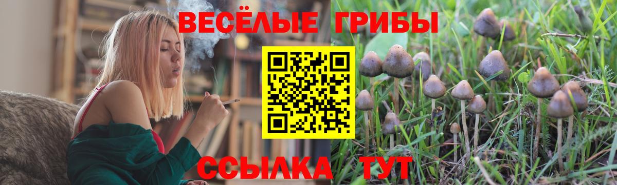 где купить наркоту  Псилоцибиновые грибы Psilocybine cubensis  Вход с VPN  Псилоцибиновые грибы Psilocybe  Орёл 